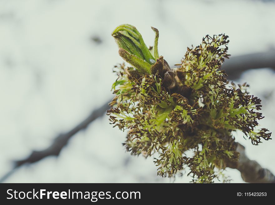 Green Leaves In Close Up Photography