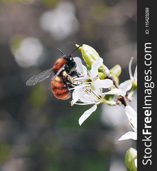 Macro Photography of Bee on Flower