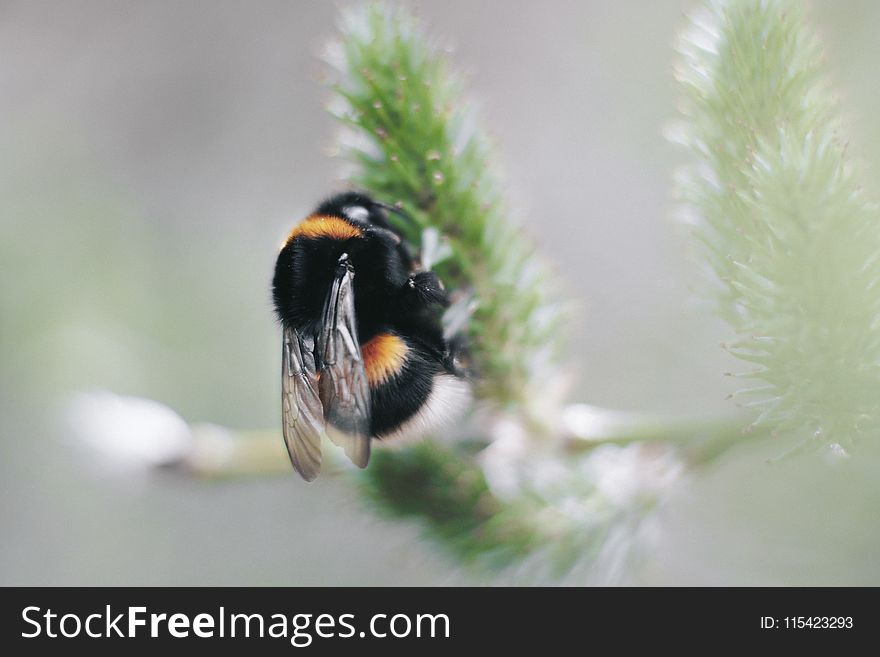 Selective Focus Photography of Black and Yellow Carpenter Bee