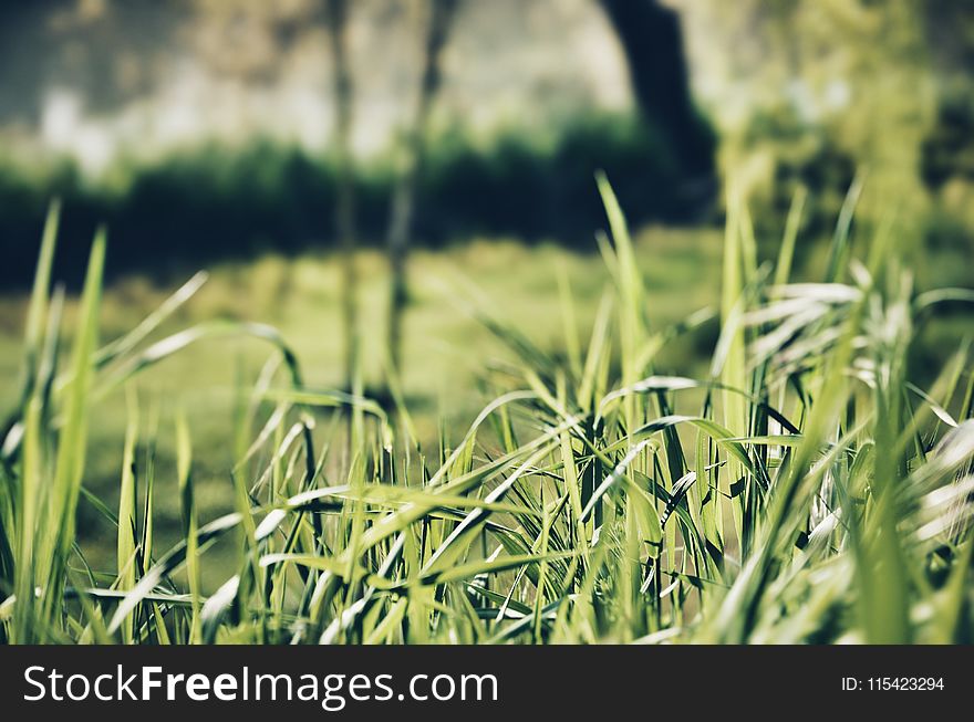 Close-up Photography of Green Grasses