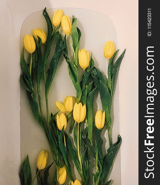 Photo of Yellow Tulips on Water