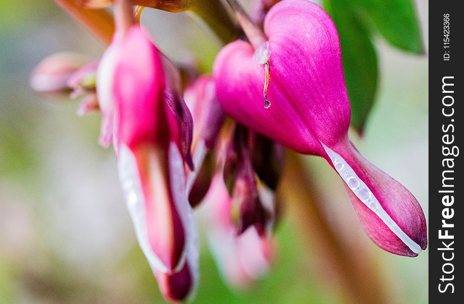 Pink Bleeding Hearts With Dewdrops