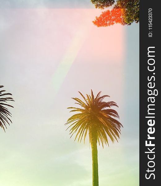 Low Angle Shot of Palm Tree