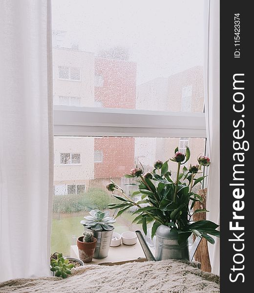 Green Leafed Plants in Front Clear Glass Window With White Frame