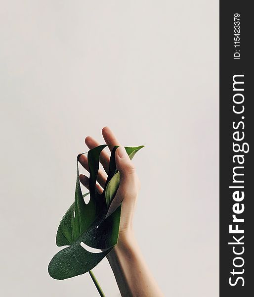 Photo of Person Holding Green Leaf