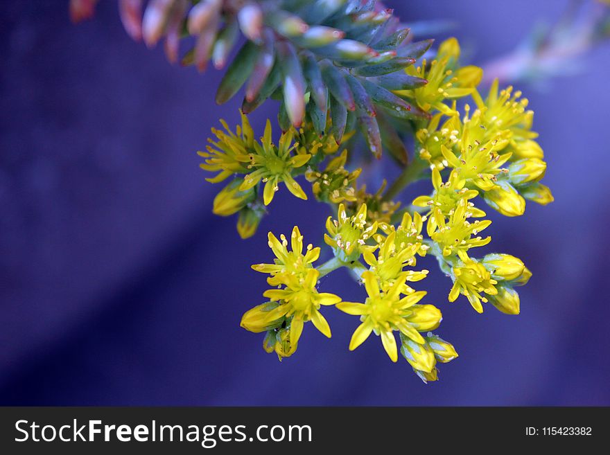 Yellow Succulent Flowers Selective-focus Photography