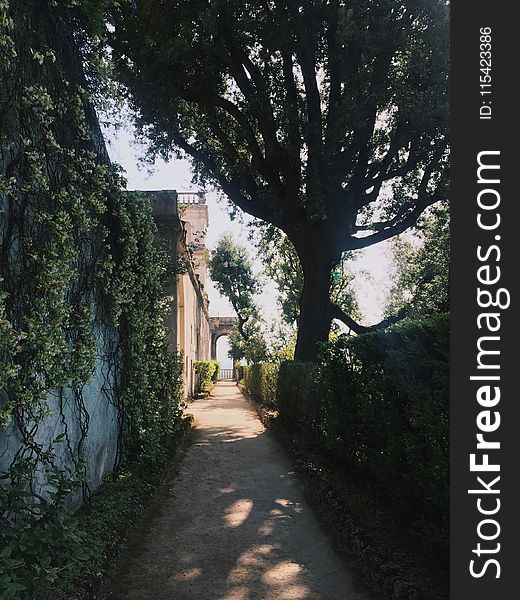 Photo Of Pathway Beside Tree And Wall