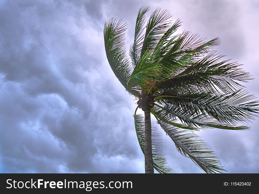Close Up Photo of Coconut Tree