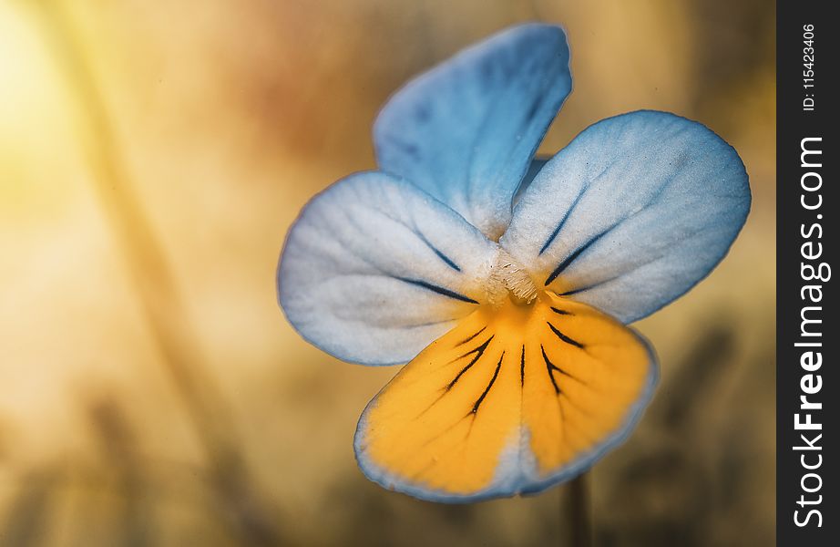 Closeup Photography Of Blue And Yellow Pansy Flower