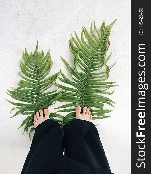 Two Fern Leaves Stepped by a Person