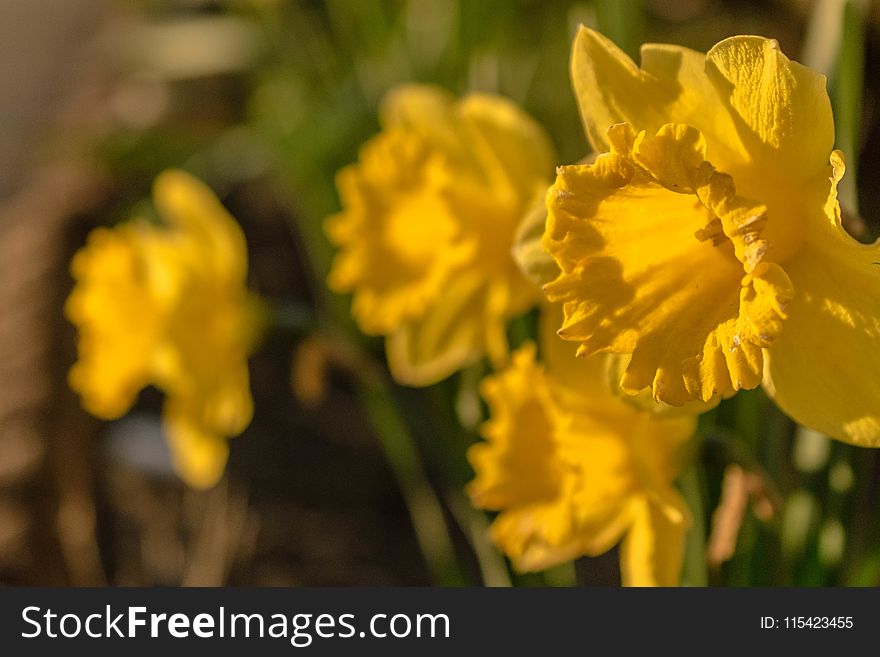 Yellow Flowers