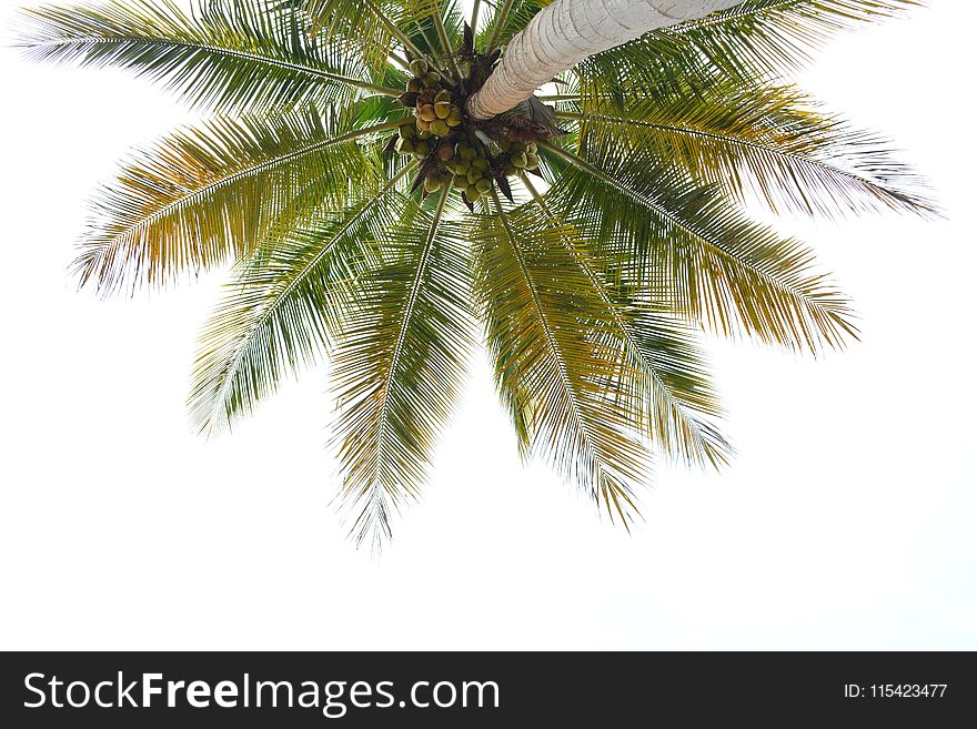 Worm&x27;s-eye View Of Coconut Tree