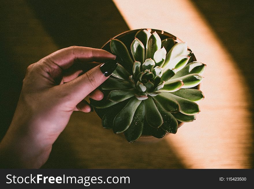 Closeup Photo Of Brown Potted Green Plant