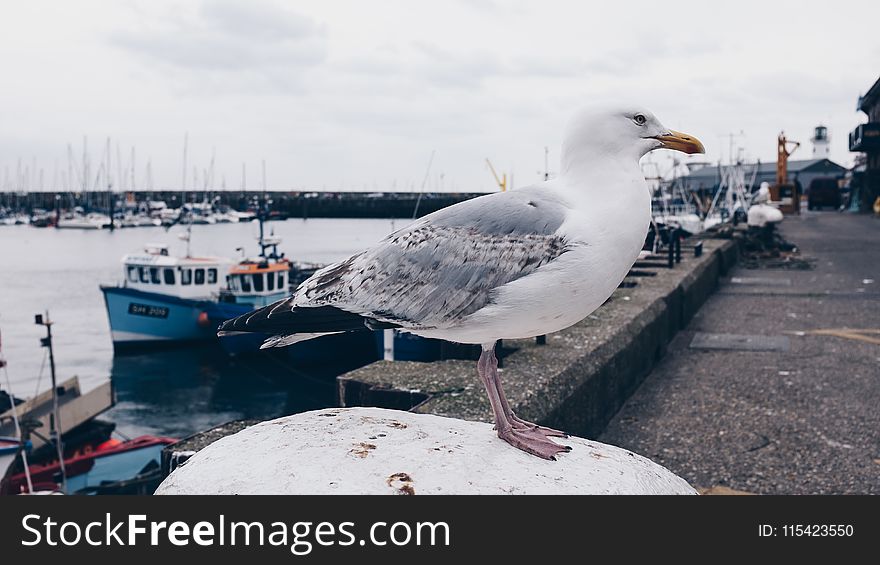 Photo of White and Gray Seagull Bird