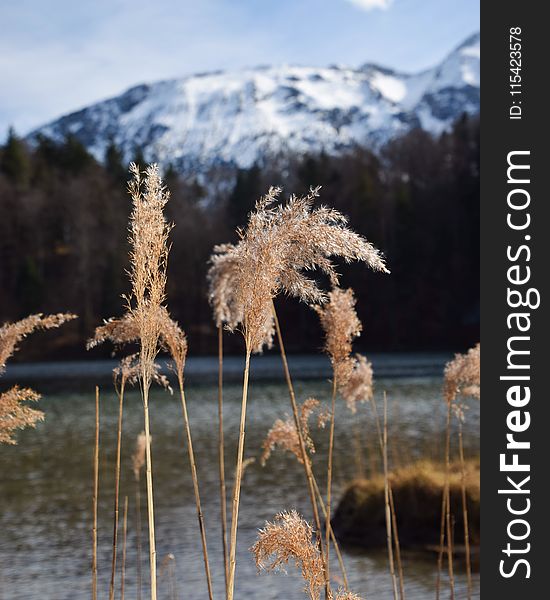 Brown Feather Plant With White Mountain Background