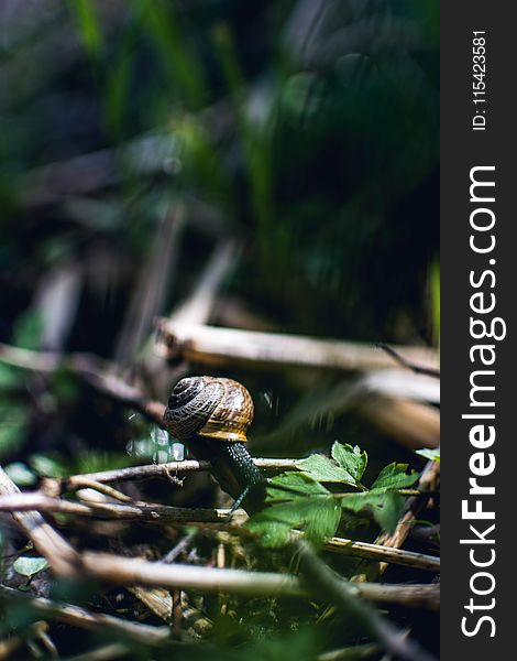 Brown Snail on Twig