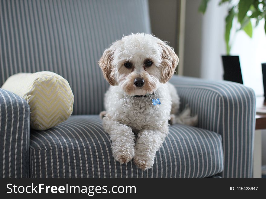 White Shih Tzu Puppy on Fabric Sofa Chair