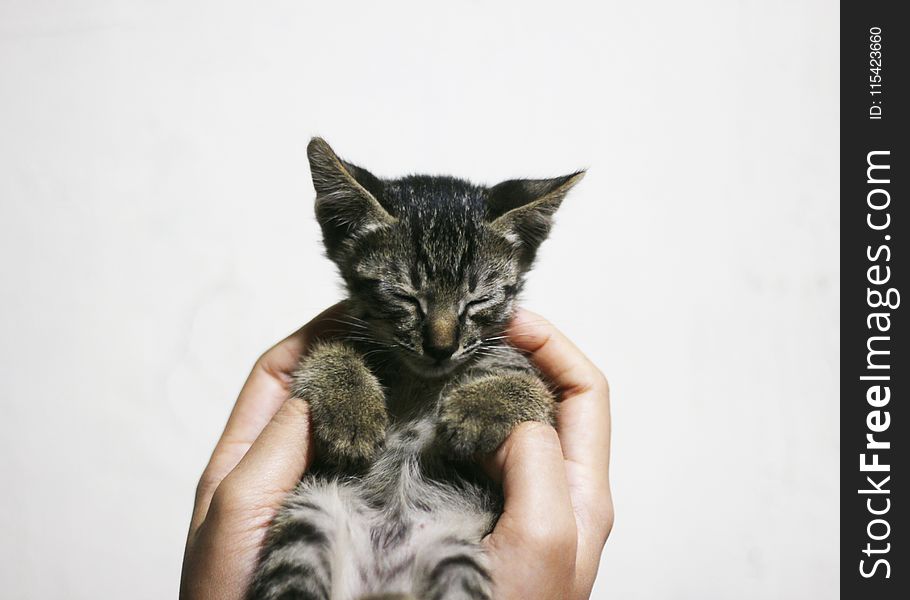Person Holding a Silver Kitten