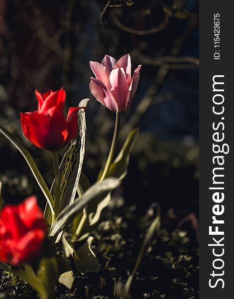 Pink and Red Tulips Closeup Photography