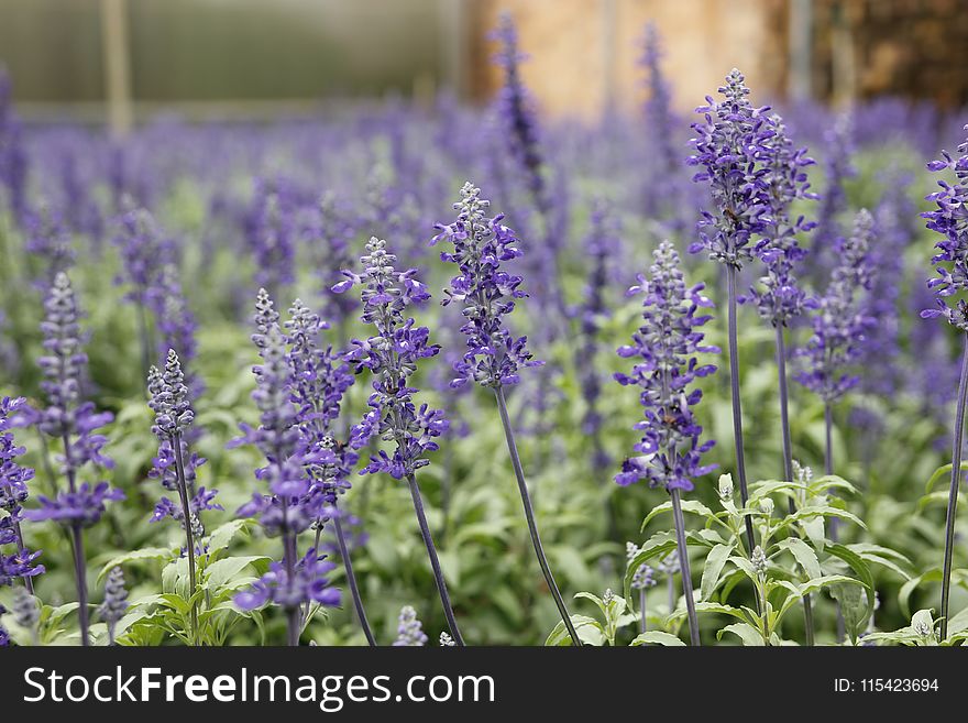 Purple Lavander Flowers