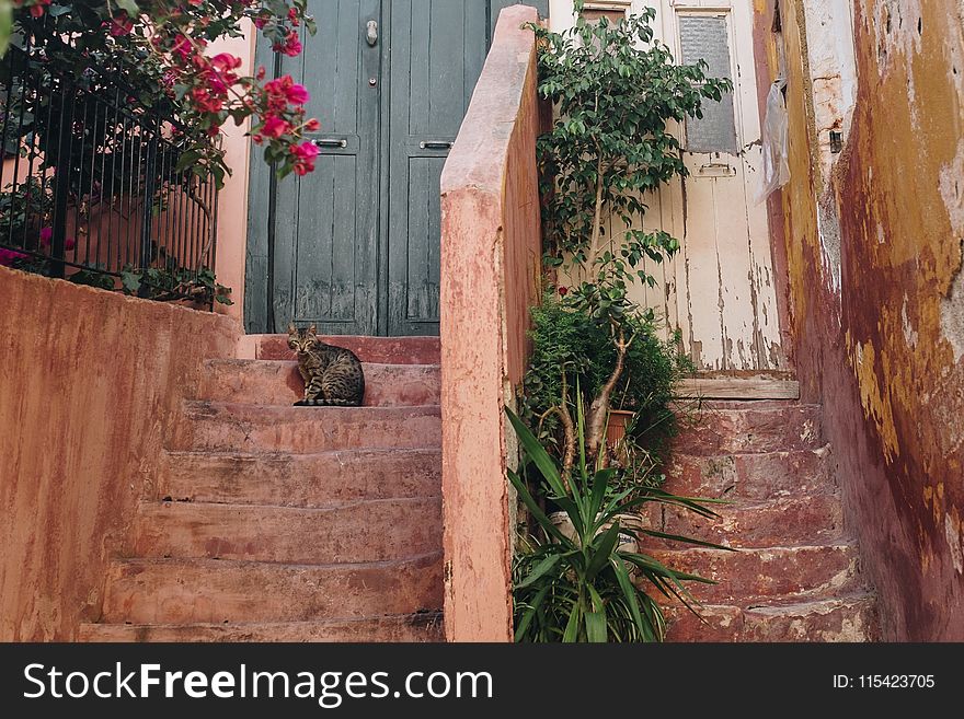 Brown Tabby Cat on Brown Stairway With Pink Bougainvillea