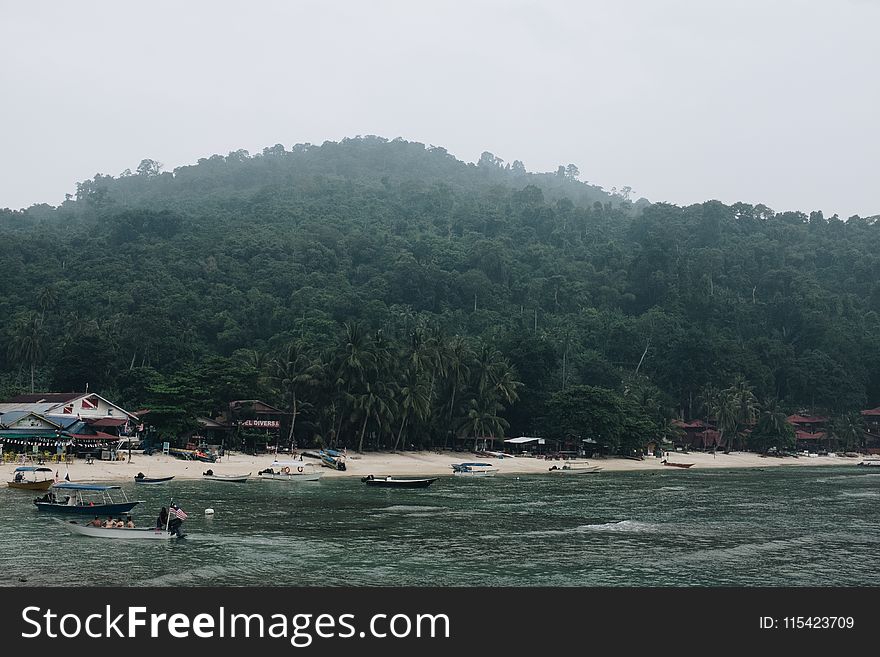 Green Tree And Beach Waters