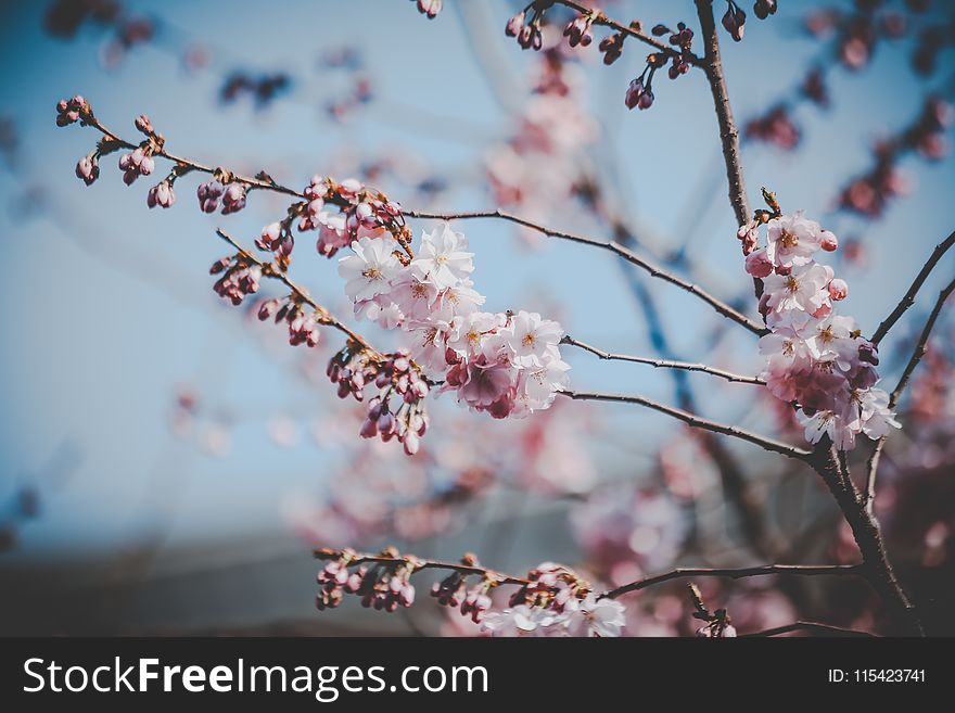 White and Pink Flowers