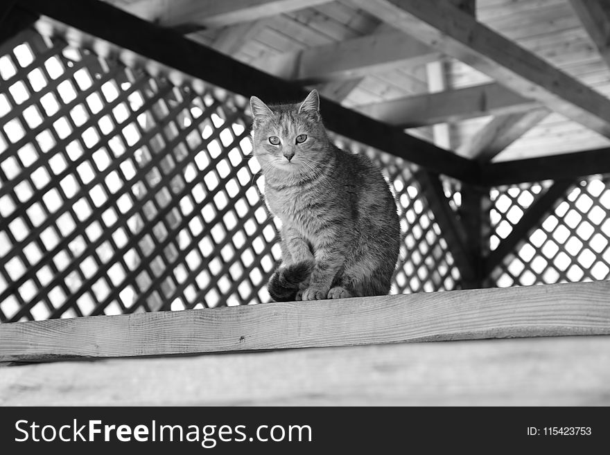 Grayscale Photography Of Cat Sitting On Top Of Wooden Panel