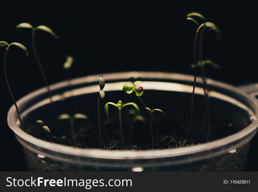 Green Plant On Clear Cup