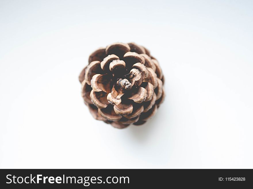Shallow Focus Photography of Brown Conifer Cone