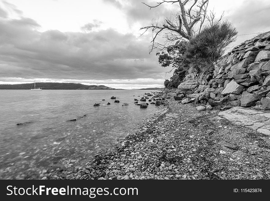 Grayscale Photography of Bare Tree Beside Body of Water