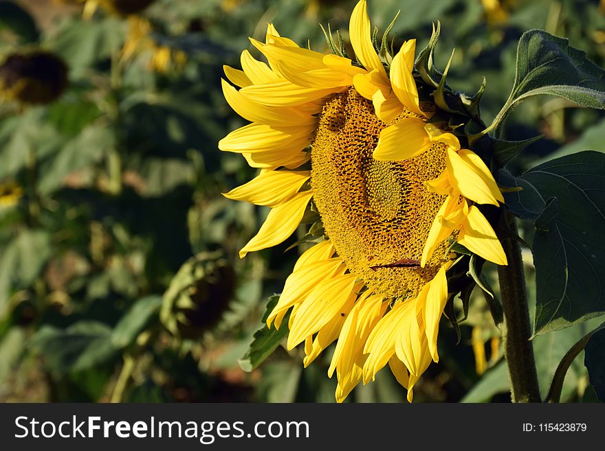 Selective Color Of Sunflower