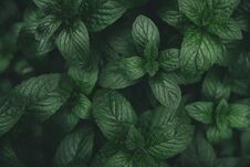 Mint Green Leaves Pattern Background Stock Photos