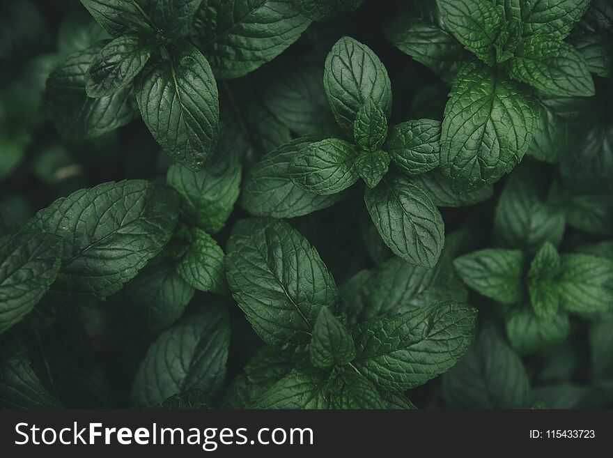 Green mint leaves pattern layout design. Ecology natural creative concept. Top view nature background with spearmint herbs. Green mint leaves pattern layout design. Ecology natural creative concept. Top view nature background with spearmint herbs.