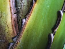 Close Up Of A Tropical Palm Tree. Abstract Palm Texture For Nature Background. Stock Images Close Up Of A Tropical Palm Tree. Abstract Palm Texture For Nature Background. Stock Images