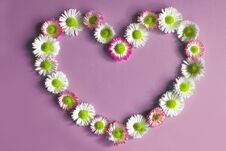 Flowers Daisies In Shape Of Heart On Violet Royalty Free Stock Image Flowers Daisies In Shape Of Heart On Violet Royalty Free Stock Image