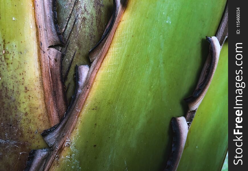 Close up of a tropical palm tree. Abstract palm texture for nature background.