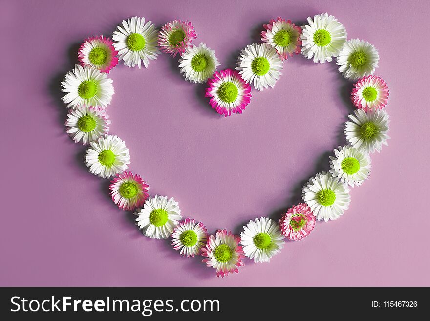 Flowers daisies in shape of heart on violet background top view with copy space. Mothers day, wedding, Valentines, fathers, family day, love concept.