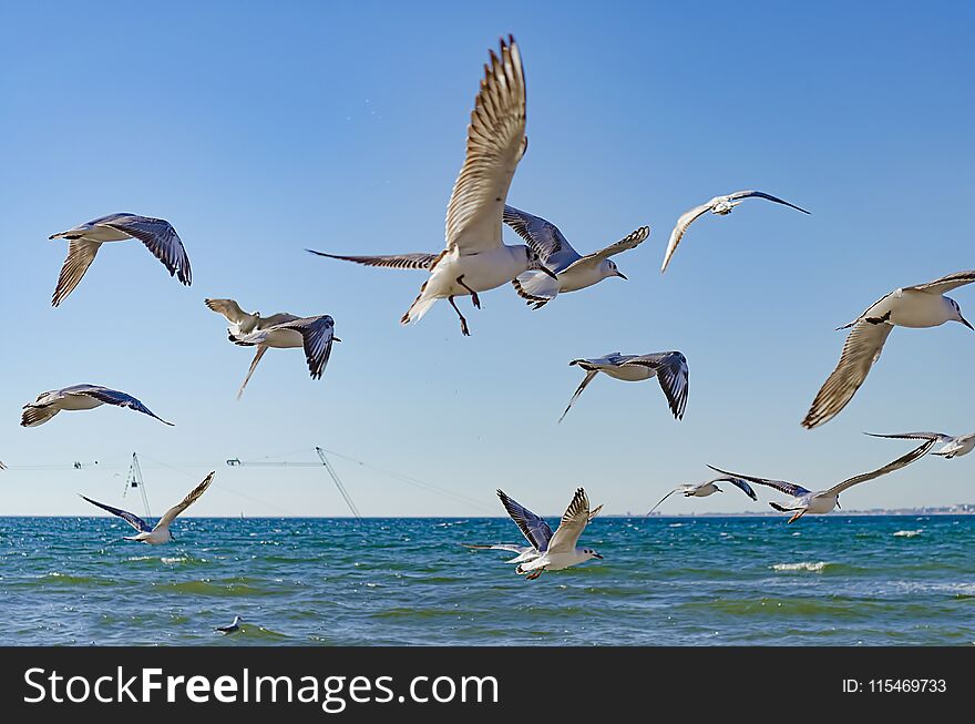 Seagulls Fly Over The Black Sea.