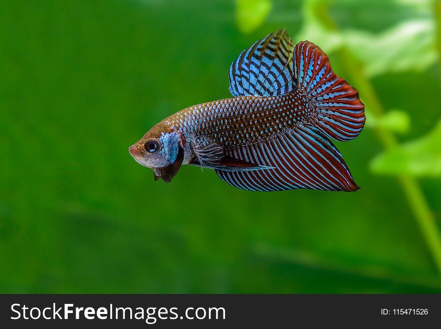 Siamese Fighting Fish With Green Background. Background.