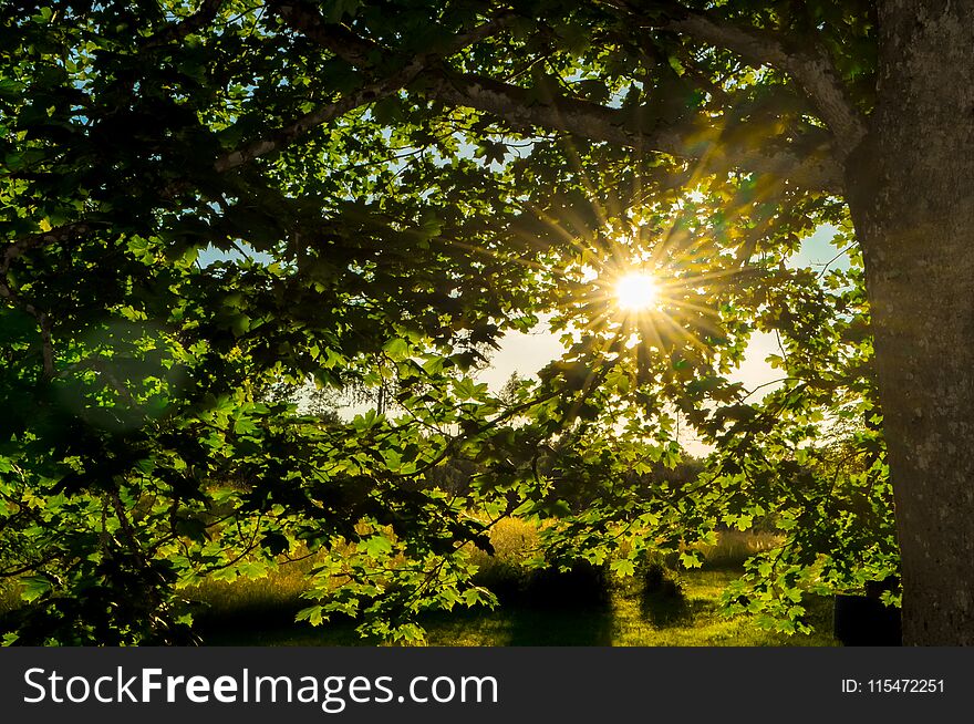 Morning sunlight shining through the leaves of a tree. Morning sunlight shining through the leaves of a tree