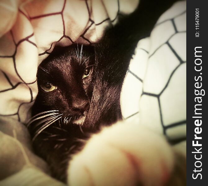 tuxedo cat in bed. tuxedo cat in bed