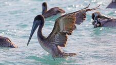 Pelicans Flying Over The Sea In Miami, Fishing In The Shore At Surf-shore While Hunting For Food. Royalty Free Stock Photography