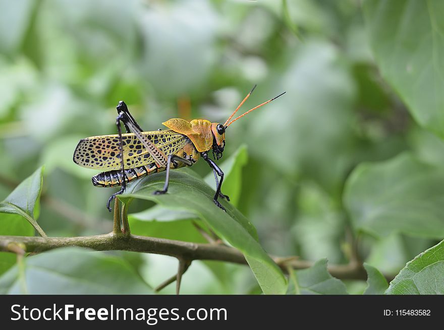 Grasshopper On Leaf