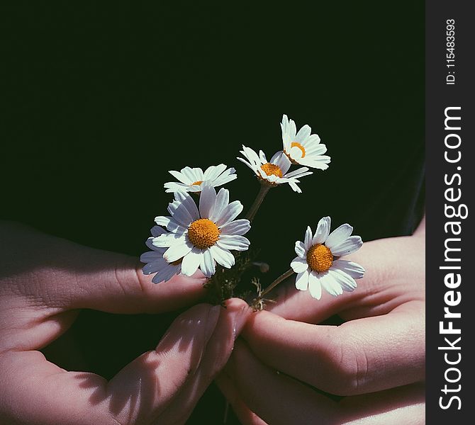 Close-Up Photography Of Person Holding Chamomile Flowers