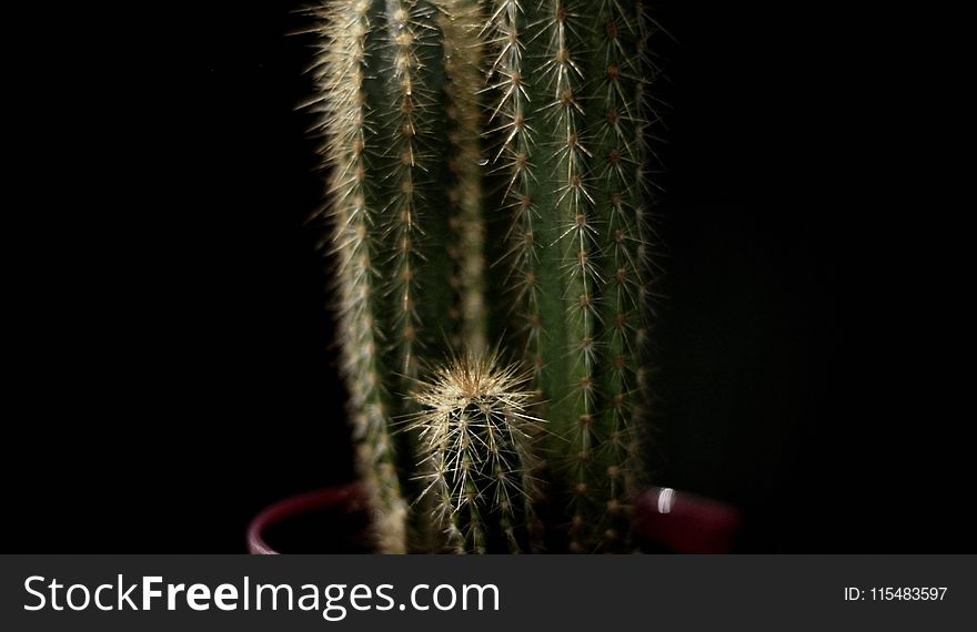Green Castle Fairy Cactus With Black Background