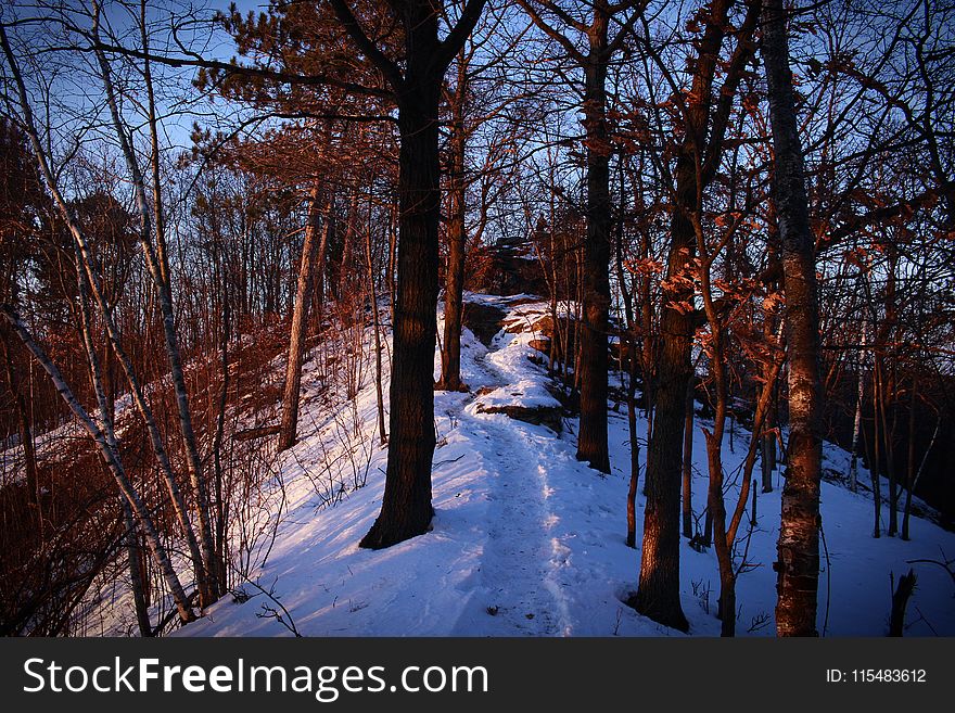 Bare Trees Under Blue Sky