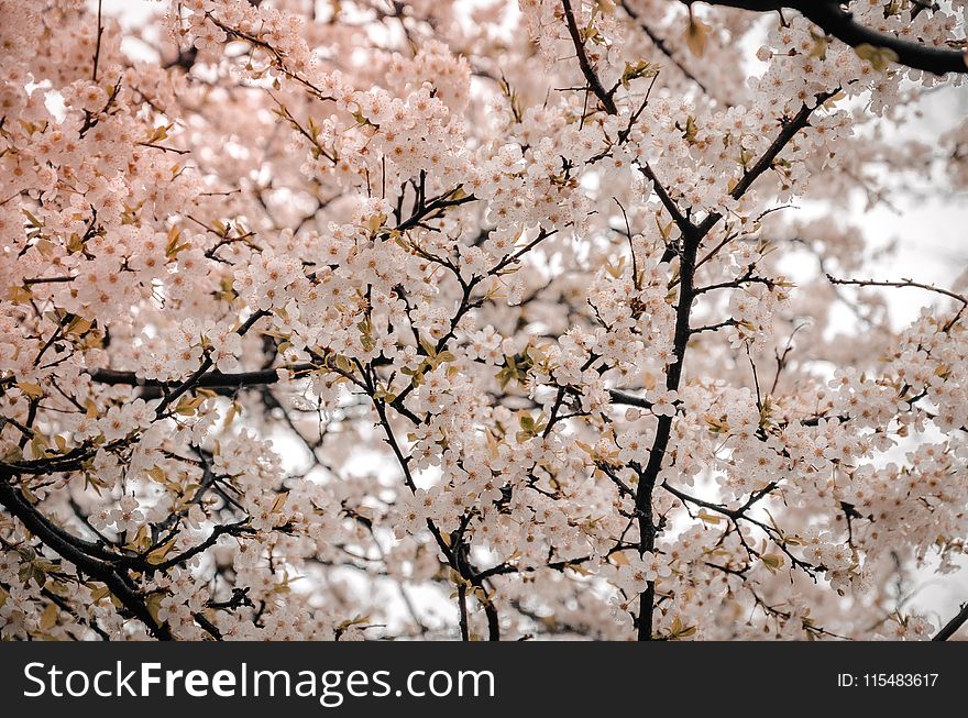 Photography Of Cherry Blossom