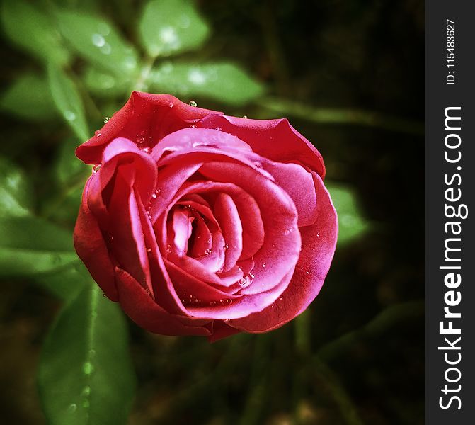 Macro Shot Red Rose