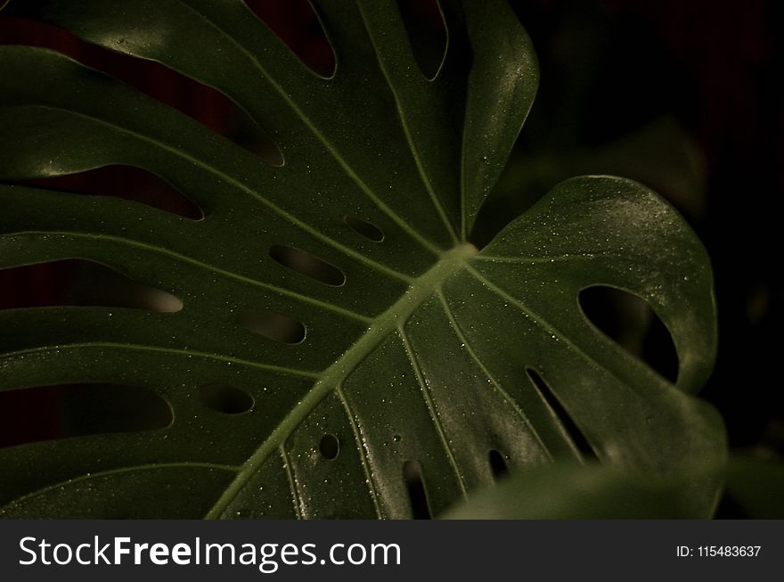 Closeup Photography of Green Heart Cut Leaf